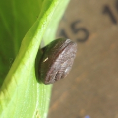 Unidentified Mollusc (Mollusca) at Currowan, NSW - 22 Mar 2019 by UserCqoIFqhZ