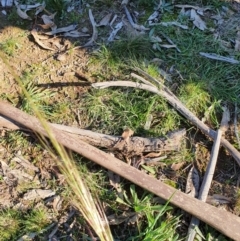 Austrostipa scabra at Hughes, ACT - 30 May 2020