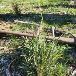 Austrostipa scabra at Hughes, ACT - 30 May 2020