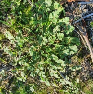 Erodium crinitum at Hughes, ACT - 30 May 2020