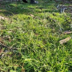 Microlaena stipoides (Weeping Grass) at Hughes, ACT - 30 May 2020 by TomT