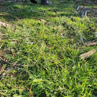 Microlaena stipoides (Weeping Grass) at Hughes, ACT - 30 May 2020 by TomT