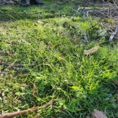 Microlaena stipoides at Hughes, ACT - 30 May 2020