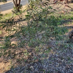 Acacia implexa at Hughes, ACT - 30 May 2020