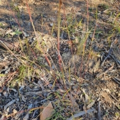 Bothriochloa macra at Hughes, ACT - 2 Jun 2020