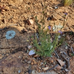 Vittadinia (genus) (Fuzzweed) at Hughes, ACT - 2 Jun 2020 by TomT