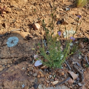 Vittadinia sp. at Hughes, ACT - 2 Jun 2020