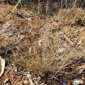 Aristida ramosa at Hughes, ACT - 30 May 2020 01:57 PM