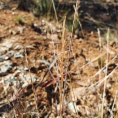 Aristida ramosa at Hughes, ACT - 30 May 2020