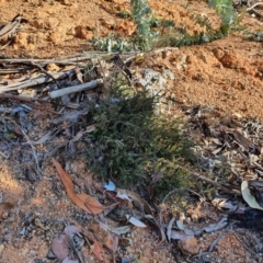 Bossiaea buxifolia (Matted Bossiaea) at Hughes, ACT - 30 May 2020 by TomT