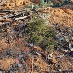 Bossiaea buxifolia at Hughes, ACT - 30 May 2020 03:00 PM