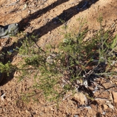 Micromyrtus ciliata (Fringed Heath-myrtle) at Hughes, ACT - 30 May 2020 by TomT