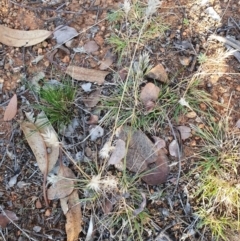 Enneapogon nigricans (Nine-awn Grass, Bottlewashers) at Hughes, ACT - 30 May 2020 by TomT