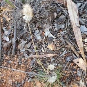 Enneapogon nigricans at Hughes, ACT - 30 May 2020 02:12 PM