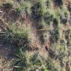 Austrostipa sp. at Hughes, ACT - 30 May 2020