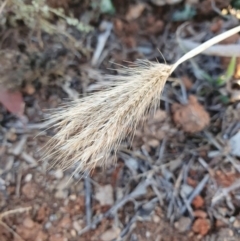 Chloris virgata at Hughes, ACT - 30 May 2020