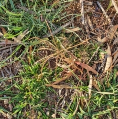 Chloris truncata (Windmill Grass) at Hughes, ACT - 30 May 2020 by TomT