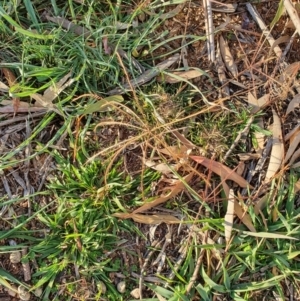 Chloris truncata at Hughes, ACT - 30 May 2020