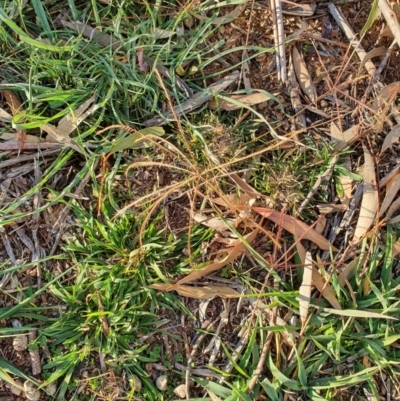 Chloris truncata (Windmill Grass) at Hughes, ACT - 30 May 2020 by TomT