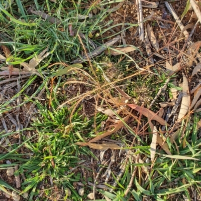 Chloris truncata (Windmill Grass) at Hughes, ACT - 30 May 2020 by TomT