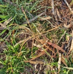 Chloris truncata at Hughes, ACT - 30 May 2020