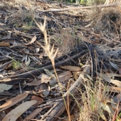 Rytidosperma sp. (Wallaby Grass) at Hughes, ACT - 30 May 2020 by TomT