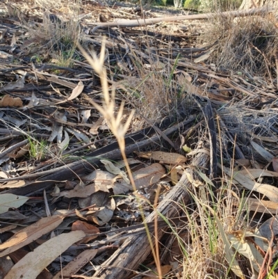 Rytidosperma (genus) (Wallaby Grass) at Hughes, ACT - 30 May 2020 by TomT