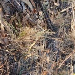 Rytidosperma sp. at Hughes, ACT - 30 May 2020