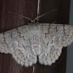 Crypsiphona ocultaria (Red-lined Looper Moth) at Lilli Pilli, NSW - 1 Jun 2020 by jbromilow50