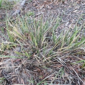 Dianella revoluta var. revoluta at Hughes, ACT - 30 May 2020