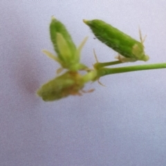 Oxalis thompsoniae at Hughes, ACT - 30 May 2020