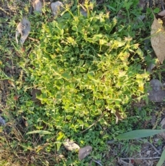 Oxalis sp. (Wood Sorrel) at Hughes, ACT - 30 May 2020 by TomT