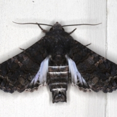 Pataeta carbo (Dark Euteliid) at Lilli Pilli, NSW - 2 Jun 2020 by jbromilow50