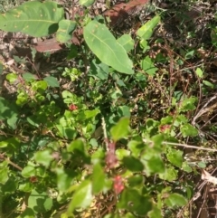 Einadia hastata (Berry Saltbush) at Surf Beach, NSW - 1 Jun 2020 by LyndalT