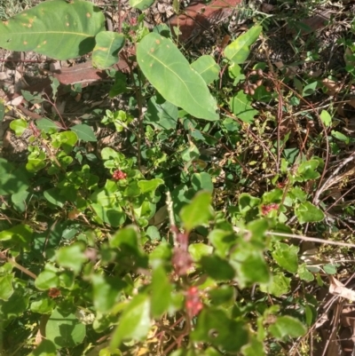 Einadia hastata (Berry Saltbush) at Surf Beach, NSW - 1 Jun 2020 by LyndalT