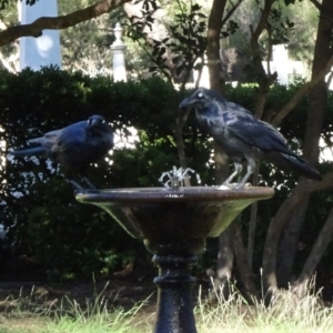 Corvus coronoides at Reid, ACT - 2 Jun 2020