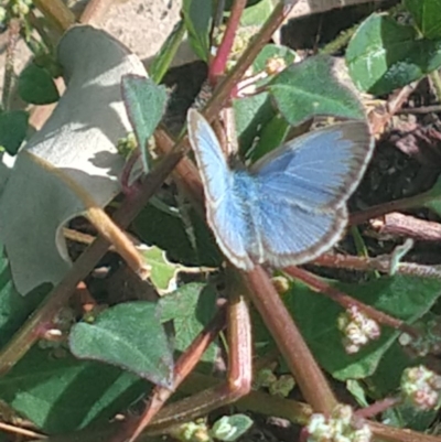 Zizina otis (Common Grass-Blue) at Surf Beach, NSW - 1 Jun 2020 by LyndalT