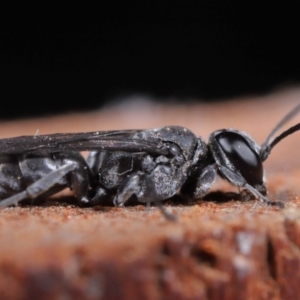 Pison sp. (genus) at Evatt, ACT - 2 Jun 2020