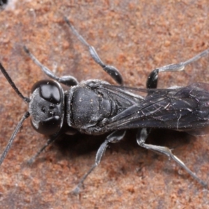 Pison sp. (genus) at Evatt, ACT - 2 Jun 2020 08:08 PM