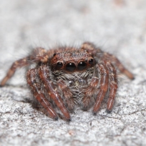 Servaea sp. (genus) at Hackett, ACT - 2 Jun 2020