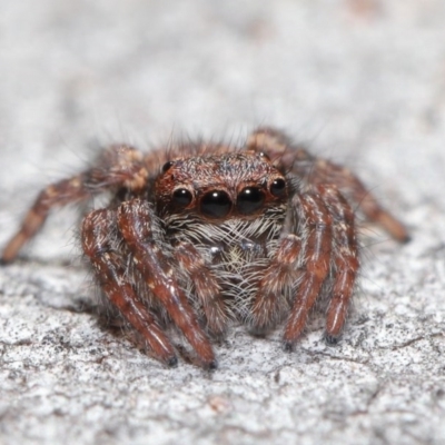 Servaea sp. (genus) (Unidentified Servaea jumping spider) at Hackett, ACT - 2 Jun 2020 by TimL