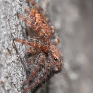 Servaea sp. (genus) at Hackett, ACT - 2 Jun 2020