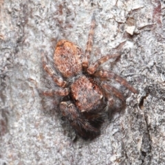 Servaea sp. (genus) at Hackett, ACT - 2 Jun 2020