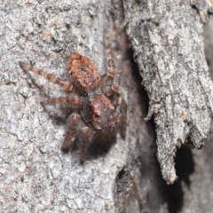 Servaea sp. (genus) at Hackett, ACT - 2 Jun 2020