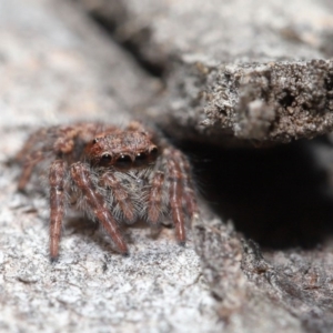 Servaea sp. (genus) at Hackett, ACT - 2 Jun 2020