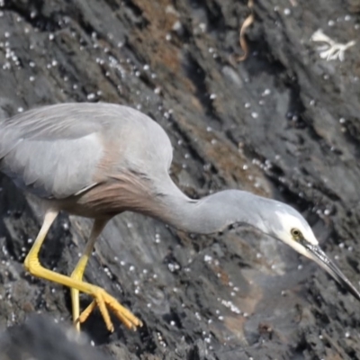 Egretta novaehollandiae (White-faced Heron) at Guerilla Bay, NSW - 2 Jun 2020 by jbromilow50