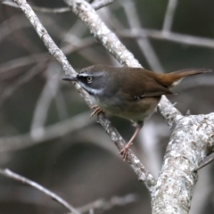 Sericornis frontalis (White-browed Scrubwren) at Guerilla Bay, NSW - 2 Jun 2020 by jbromilow50