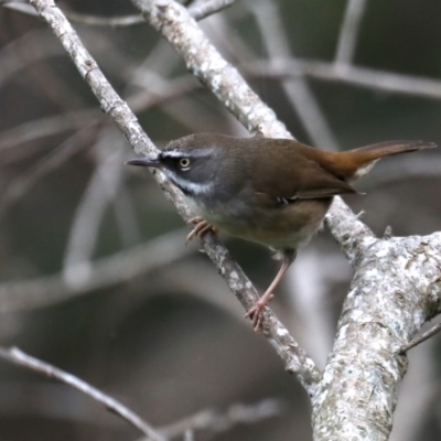 Sericornis frontalis (White-browed Scrubwren) at Guerilla Bay, NSW - 3 Jun 2020 by jb2602