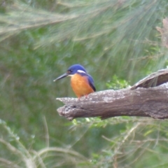 Ceyx azureus (Azure Kingfisher) at Greendale, NSW - 3 Jun 2020 by MatthewHiggins