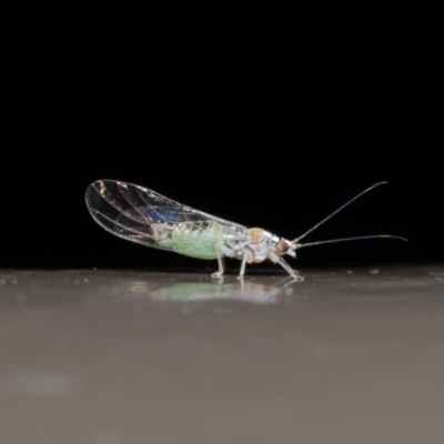 Psyllidae sp. (family) (Unidentified psyllid or lerp insect) at Acton, ACT - 3 Jun 2020 by TimL